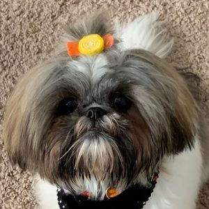 Meet your Posher, Ayshia